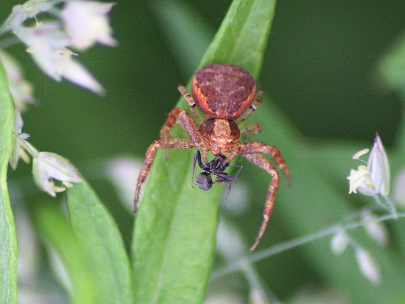 Xysticus sp. - Pontevecchio di Magenta (MI)